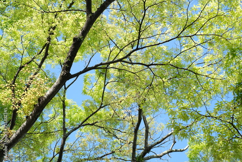 leaves against blue sky