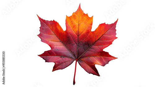 Red maple leaf isolated solid white background, detailed, PNG dicut style