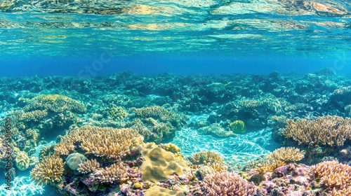 Underwater Coral Reef with Sunbeams and Blue Water