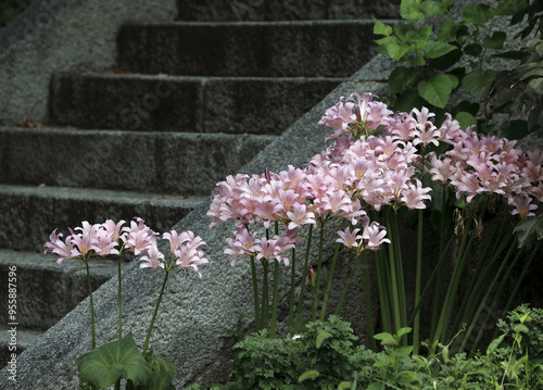 Summer view of pink flower buds of Magic Lily with stone stairs at Goryeogung Palace Site near Ganghwa-gun, South Korea photo