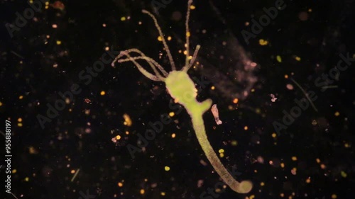 Hydra is a genus of small, fresh-water animals of the phylum Cnidaria and class Hydrozoa under the microscope for education. photo