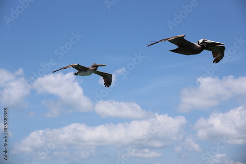 pelicans in flight