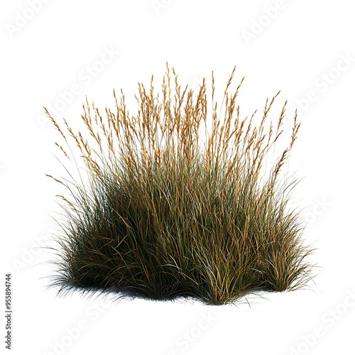 Obraz na płótnie Beach Grass with Transparent Background, a Lush and Vibrant Coastal Plant w salonie
