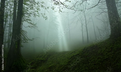 A dense forest shrouded in thick mist, with the outlines of trees barely visible