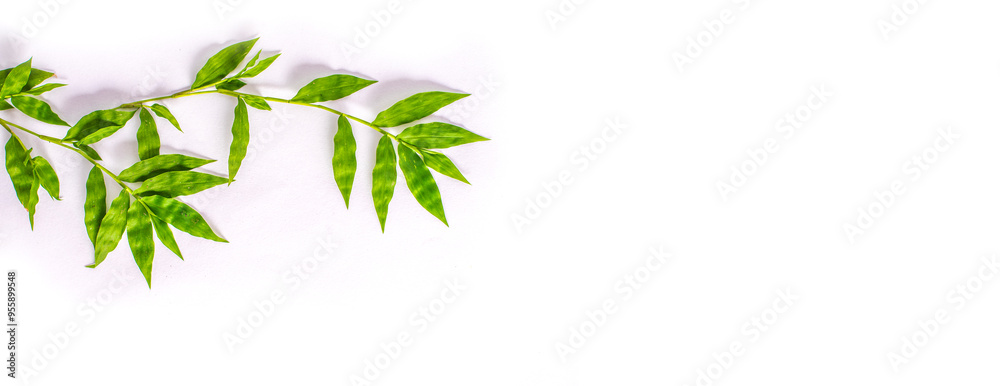 Green foliage frame on white background. Space for text. Green foliage frame on white background. Space for text.