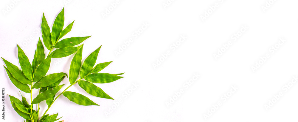 Green foliage frame on white background. Space for text. Green foliage frame on white background. Space for text.