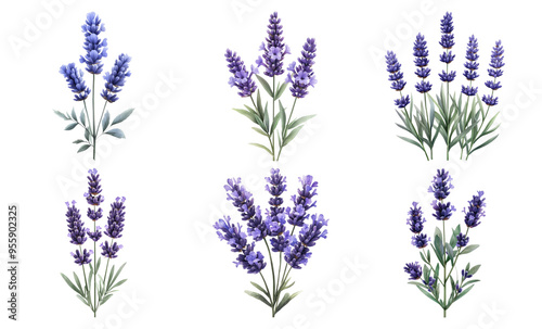 Set of six lavender sprigs in different arrangements isolated on transparent background photo