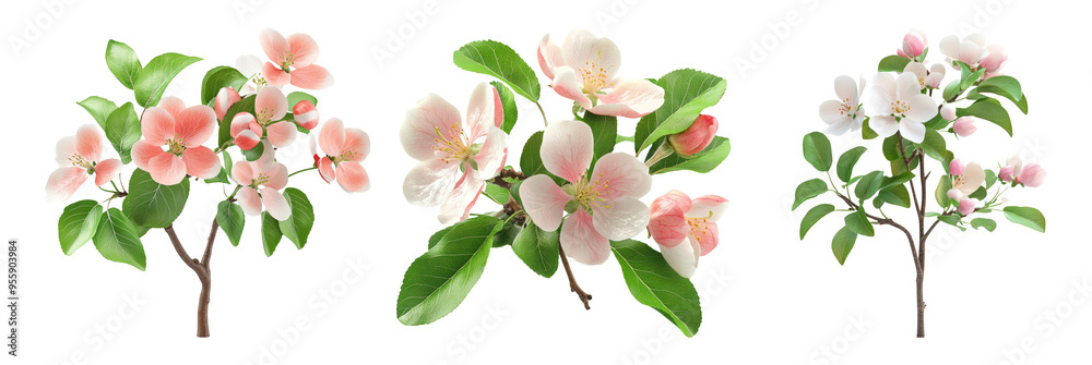 Fototapeta premium Apple blossom branches in various arrangements isolated on transparent background