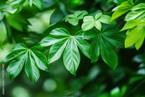 Green leaves of a philodendron plant. Nature leaves, green tropical forest, backgound concept , ai