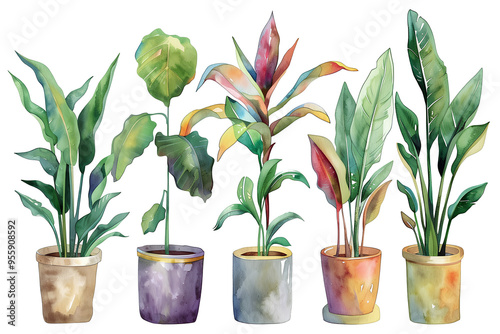 美しい観葉植物の鉢植えセット