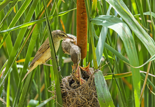 Family of reed warbler with mother brooding youngs sitting in a nest on cattail stem among water plant at Manseok Park near Suwon-si, South Korea photo