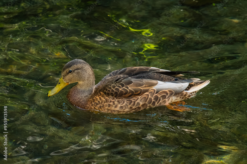 A mallard floating on the water looking for food