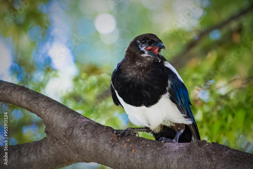Obraz na plátně Oriental magpie chirping on a tree branch