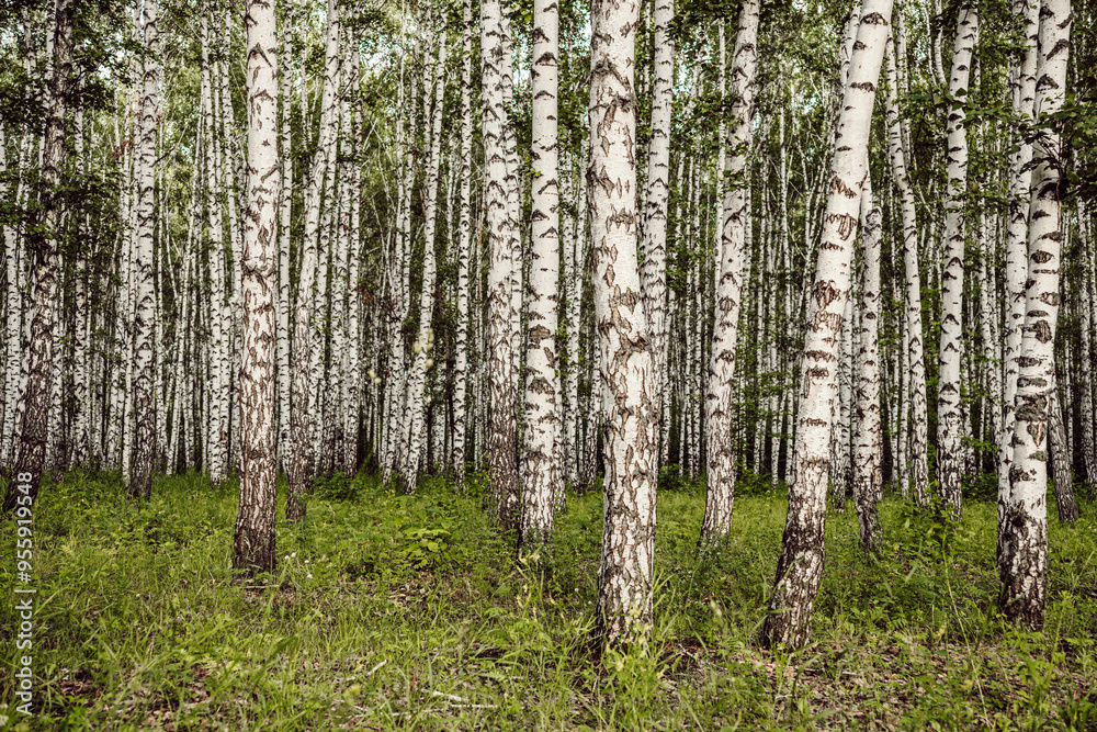 Obraz premium Birch grove in spring, birch tree trunks as background.