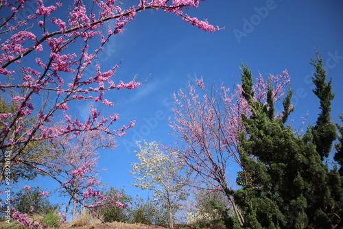 Purple redbud trees in the spring