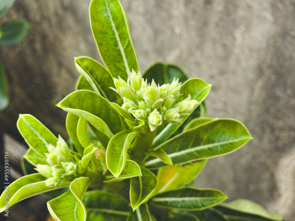 Fototapeta premium Close-up of fresh adenium flower buds with vibrant green leaves. Captures the serene beauty of the plant in its early blooming stage, highlighting the texture and natural elegance