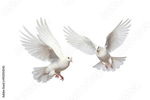 Two white doves are in flight, symbolizing peace and freedom. Great for logos, backgrounds, or designs promoting peace and unity