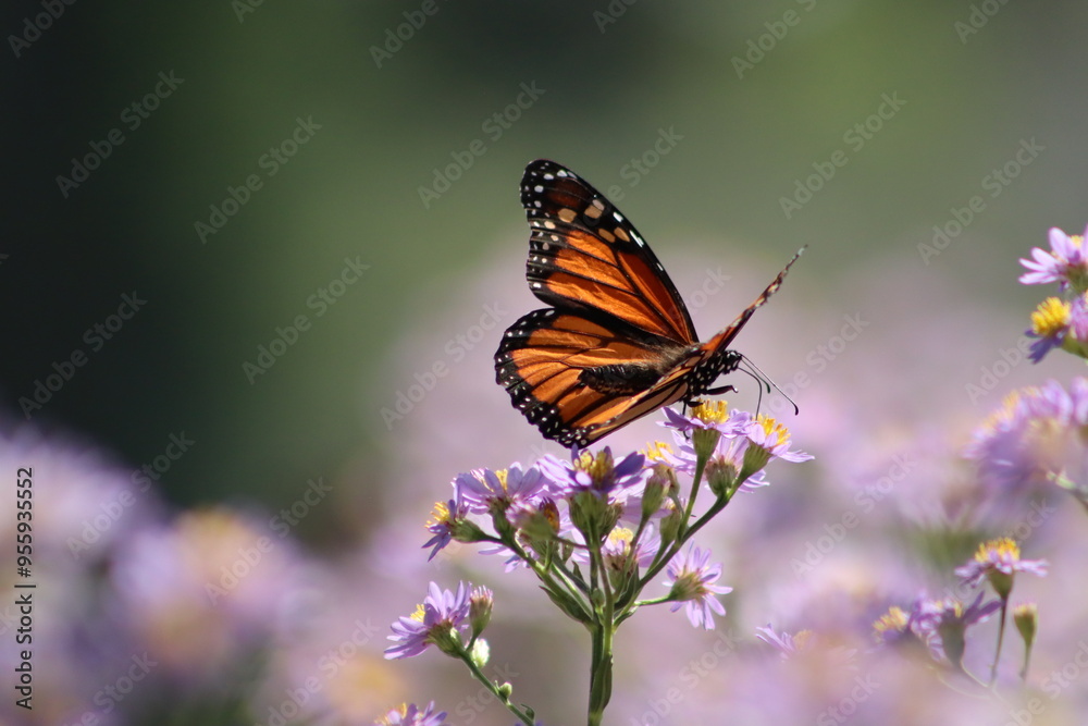 Monarch butterfly on light purple and yellow flowers Monarch butterfly on light purple and yellow flowers