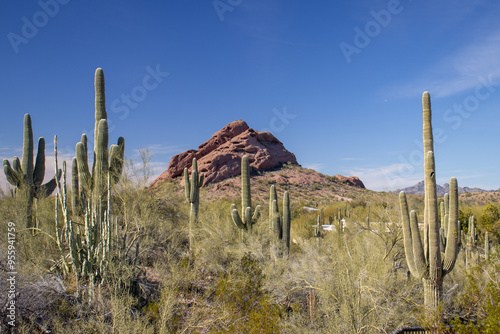 Phoenix Botanical Garden