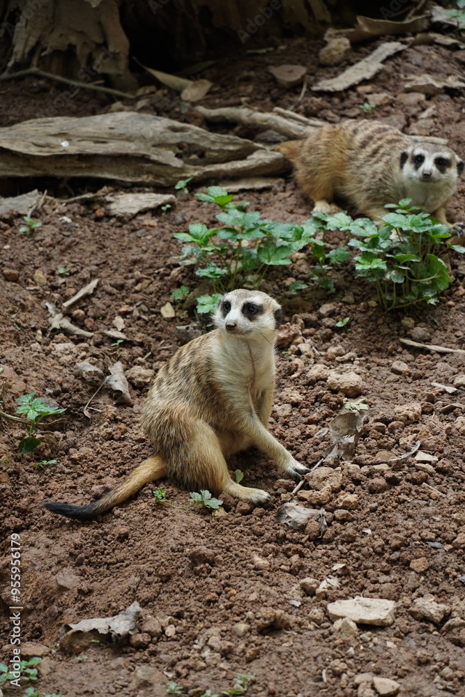 Fototapeta premium meerkat on guard