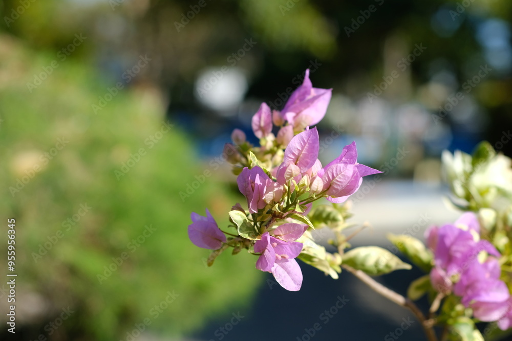 flowers in the garden