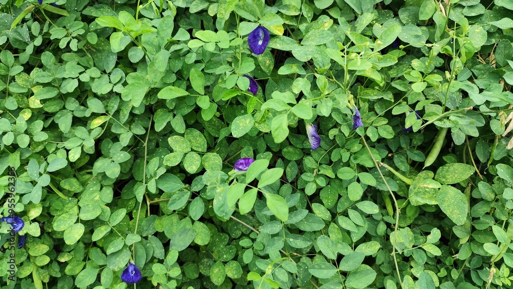 photo captures a butterfly pea tree with vibrant purple flowers standing out against a backdrop of lush green leaves.. photo captures a butterfly pea tree with vibrant purple flowers standing out against a backdrop of lush green leaves..