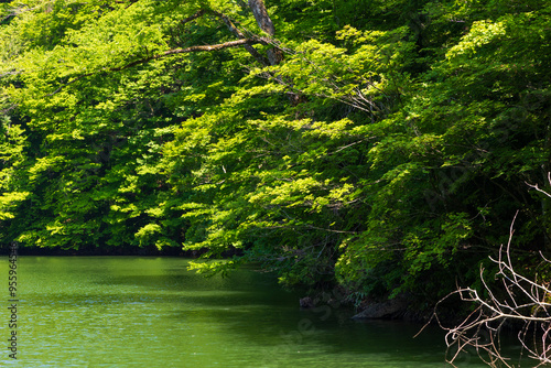 日本の風景・春　世界遺産・白神山地　新緑の十二湖　鶏頭場の池