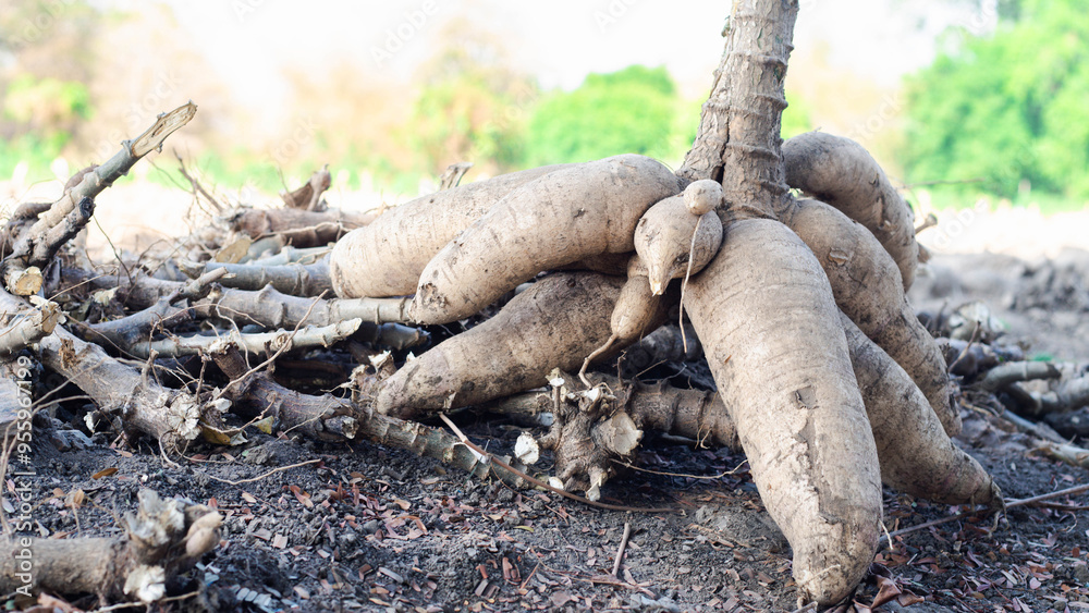 Planting cassava trees and caring for them
Planting cassava trees and caring for them