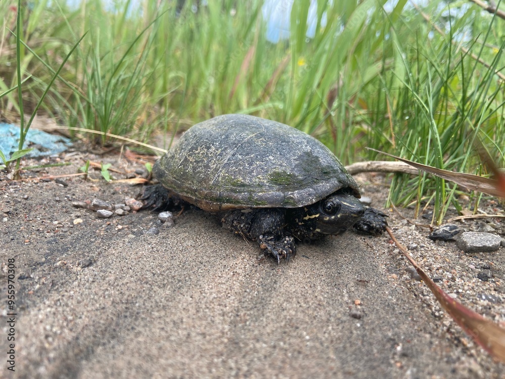 Eastern Musk Turtle Eastern Musk Turtle