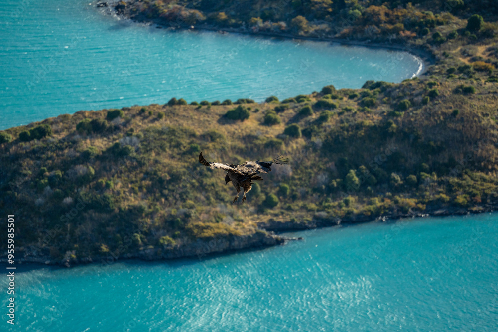 Condor flying above blue lakes in Patagonia