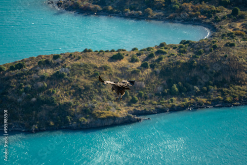 Obraz na płótnie Condor flying above blue lakes in Patagonia w salonie