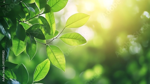 Close-up of Lush Green Leaves with Sunlight