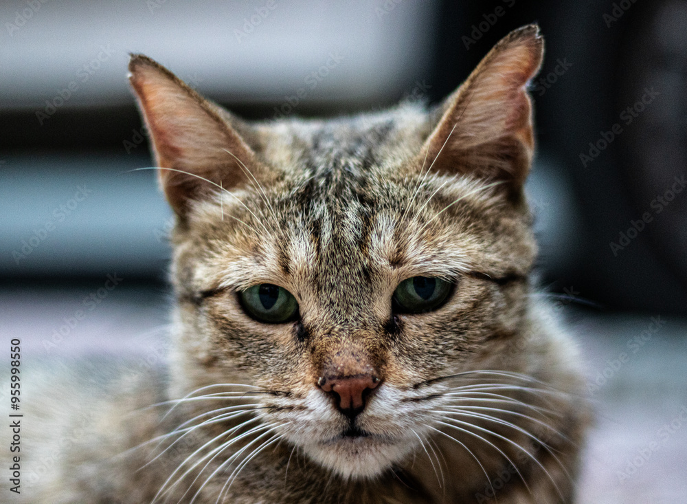 portrait of a cat portrait of a cat
