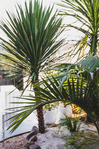 bangalow palm frond  and cabbage palm outdoor in tropical backyard with resort-like vibe and patio in the background photo