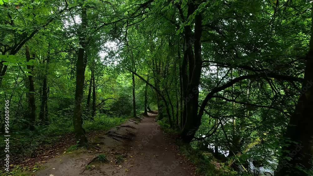Forest Path in Dunkeld, Scotland Forest Path in Dunkeld, Scotland