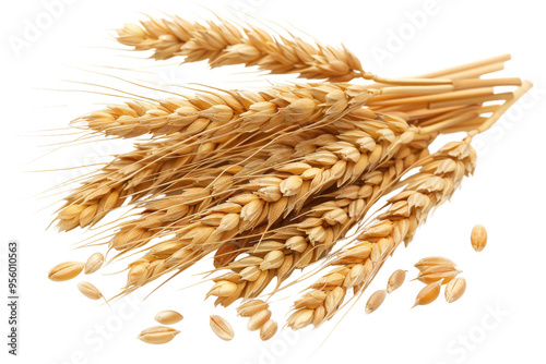 Golden wheat stalks with grains, perfect for agriculture, harvest, and natural food concepts.