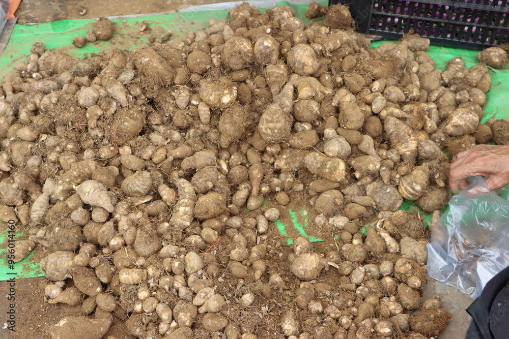 Taro roots or arbi, colocasia roots, edible corms, at street market for sale Taro roots or arbi, colocasia roots, edible corms, at street market for sale