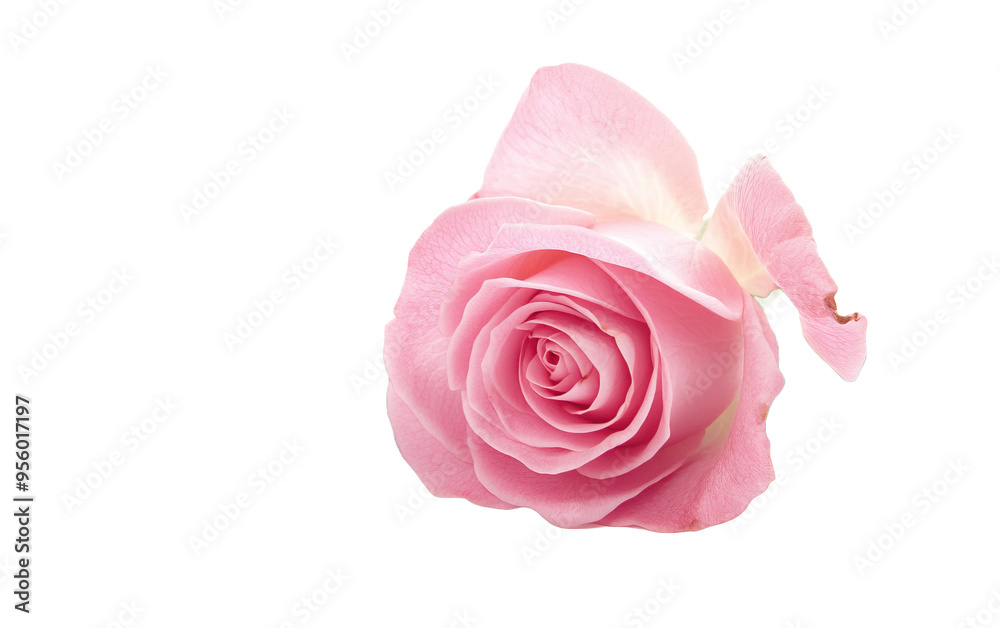 One pink rose flower on transparent background, png One pink rose flower on transparent background, png