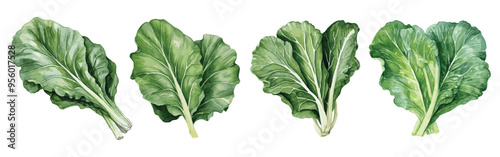 Collard Greens Watercolor Illustration