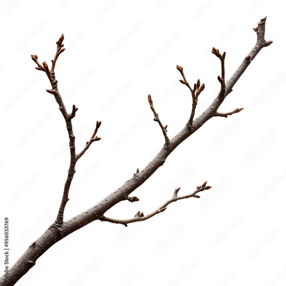 A Bare Branch with Buds on a Transparent Background A Bare Branch with Buds on a Transparent Background