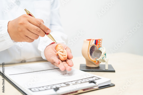 A female doctor is sitting at a desk discussing a pregnancy model. She describes fetal development, focusing on organ formation and stages of growth, from the nervous system to fully developed parts photo