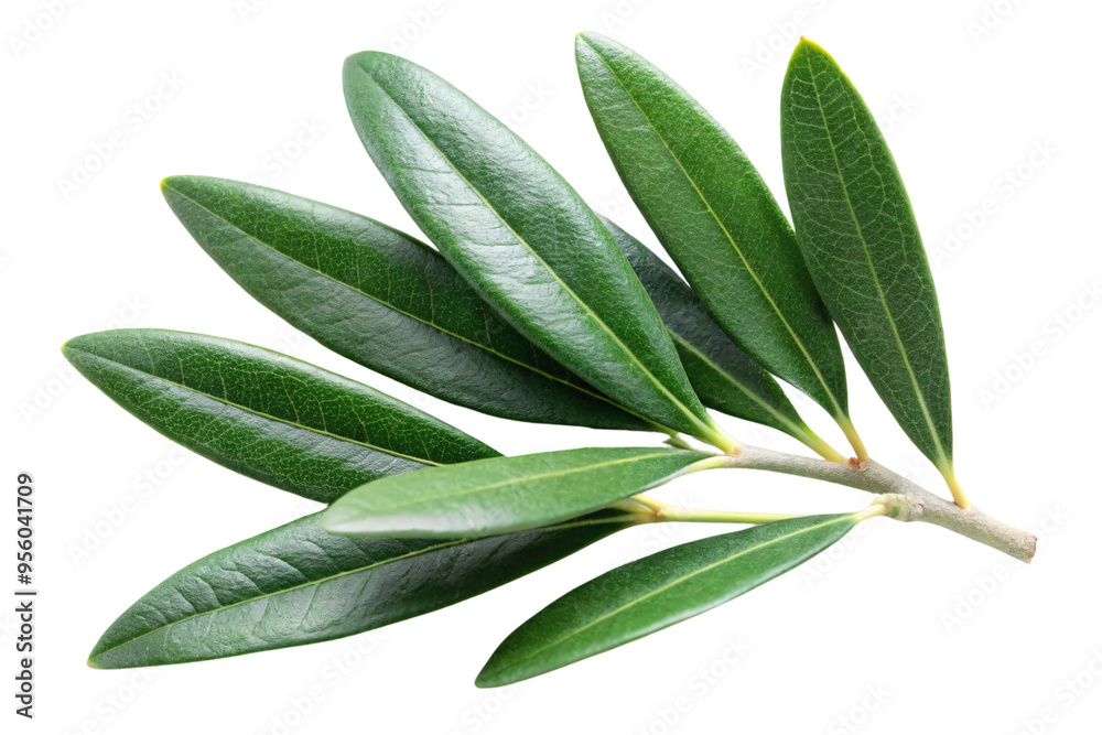 Obraz premium A close-up of a green olive branch with several elongated, glossy leaves. The leaves are arranged in a fan-like manner on a transparent background