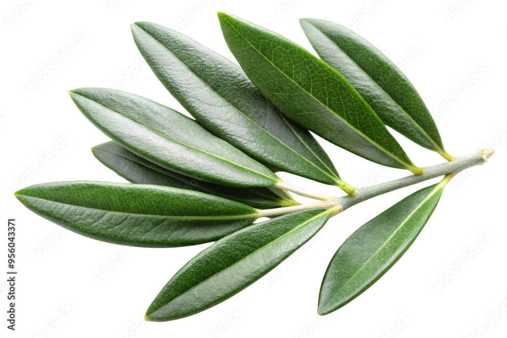 A perspective of a green olive branch, displaying the underside of the leaves, showing their texture and subtle color variations, isolated on a transparent background A perspective of a green olive branch, displaying the underside of the leaves, showing their texture and subtle color variations, isolated on a transparent background