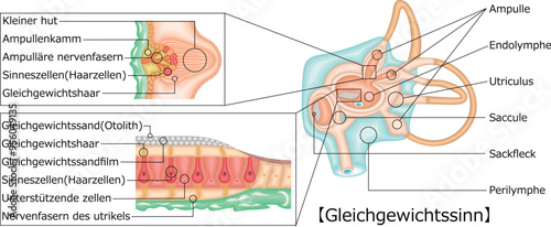 耳　平衡感覚　イラスト　ドイツ語