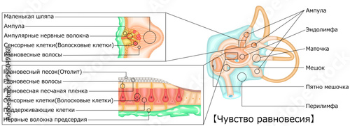 耳　平衡感覚　イラスト　ロシア語