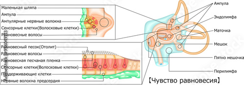 耳　平衡感覚　イラスト　ロシア語 photo