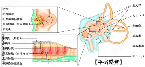 耳　平衡感覚　イラスト　日本語
