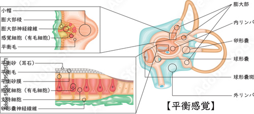 耳　平衡感覚　イラスト　日本語