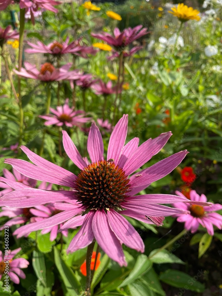 Pink coneflowers flowering in garden Pink coneflowers flowering in garden