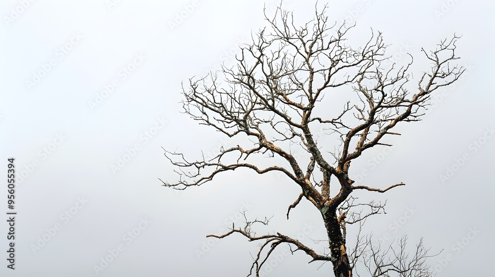 Solitary Bare Tree Silhouette Against Winter Sky Solitary Bare Tree Silhouette Against Winter Sky